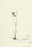 藏品(刻葉紫菫)的圖片